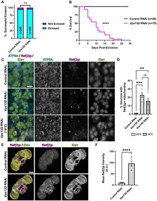 An optimized temporally controlled Gal4 system in Drosophila reveals degeneration caused by adult-onset neuronal Vps13D knockdown